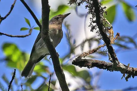 Buff-cheeked Greenlet