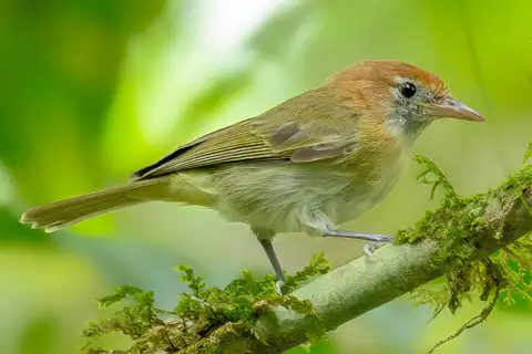 Rufous-naped Greenlet