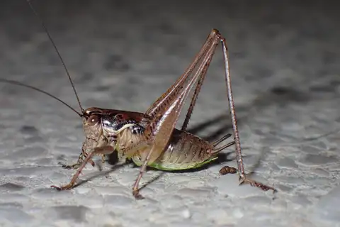Graceful Bush-cricket