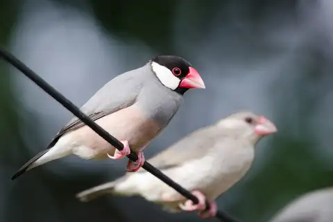 Java Sparrow