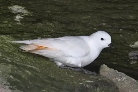 Snow Petrel
