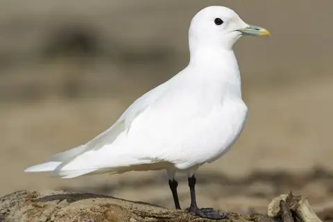 Ivory Gull