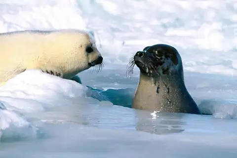 Harp Seal