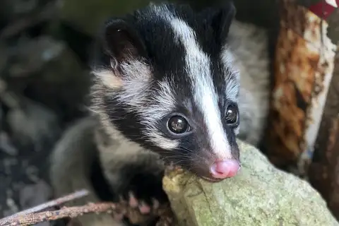 Masked Palm Civet