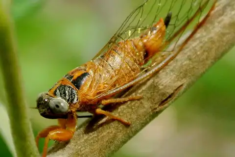 Yellow Tree-buzzer