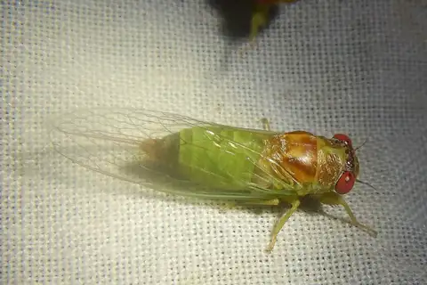Lime Tree-buzzer