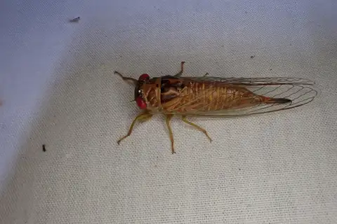 Northern River Tree-buzzer