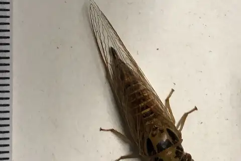 Eastern River Tree-buzzer