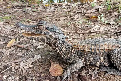Schneider's Dwarf Caiman