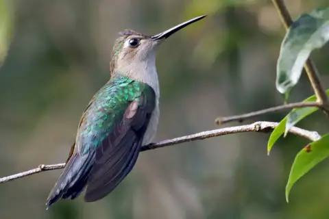 Wedge-tailed Sabrewing