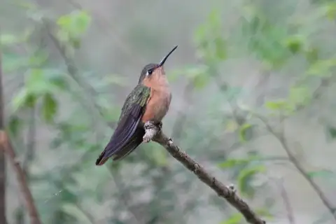 Rufous Sabrewing