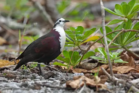 Polynesian Ground Dove