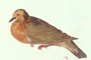 Tanna Ground Dove