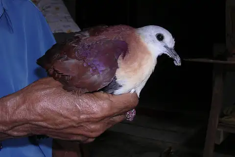 Wetar Ground Dove