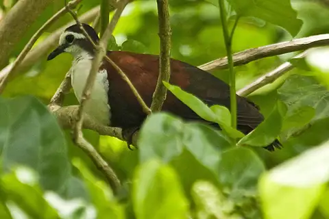 White-fronted Ground Dove