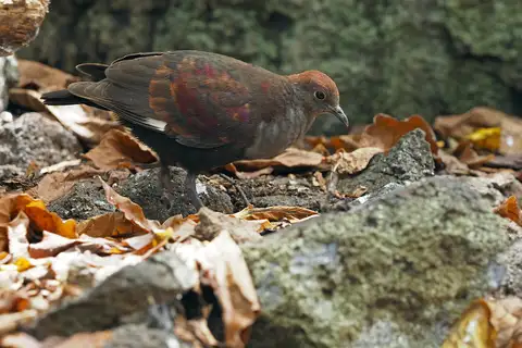 Marquesan Ground Dove