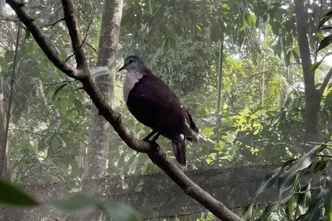 Santa Cruz Ground Dove