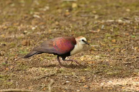 White-throated Ground Dove