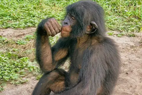 Bonobo