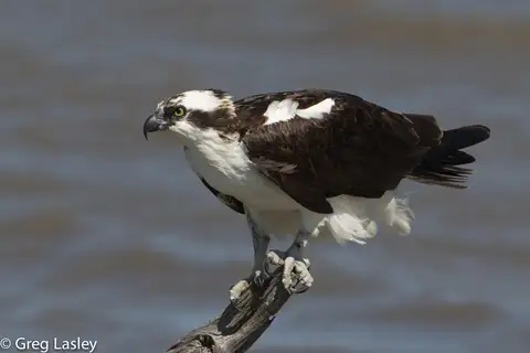 Osprey