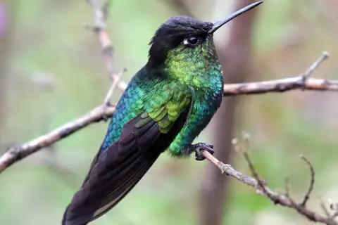 Fiery-throated Hummingbird