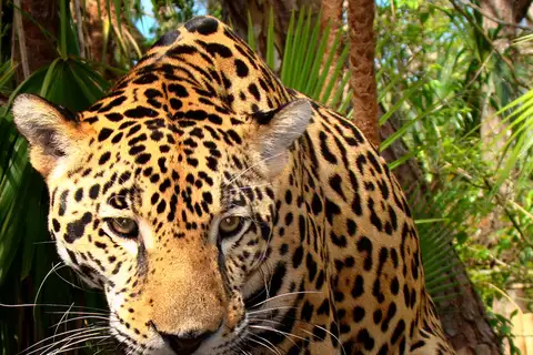 Jaguar