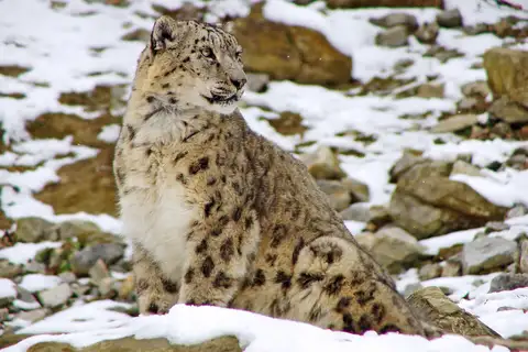 Snow Leopard
