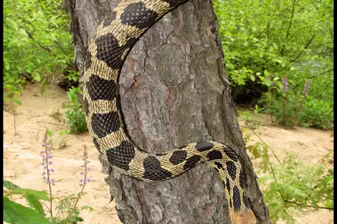 Eastern Foxsnake