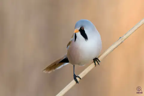 Bearded Reedling