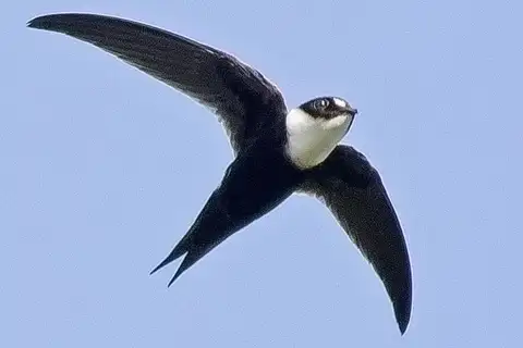 Lesser Swallow-tailed Swift