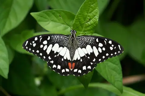 Lime Swallowtail