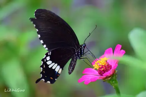 Common Mormon Swallowtail