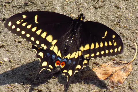 Black Swallowtail