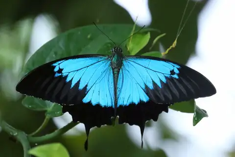 Ulysses Butterfly