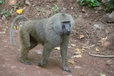 Olive Baboon