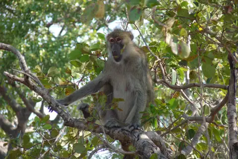 Kinda Baboon
