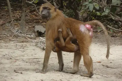Guinea Baboon