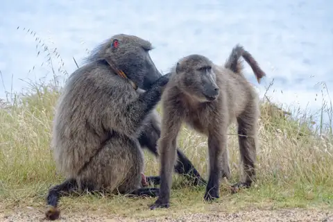 Chacma Baboon