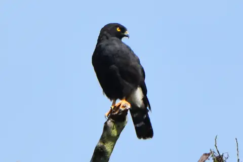 White-rumped Hawk
