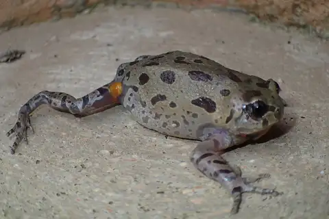 Ethiopian striped frog