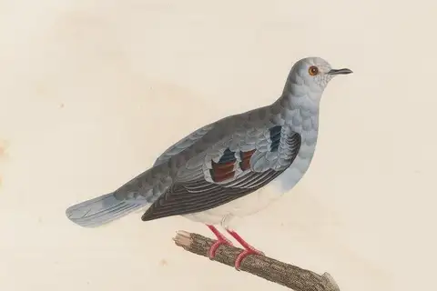 Purple-winged Ground Dove