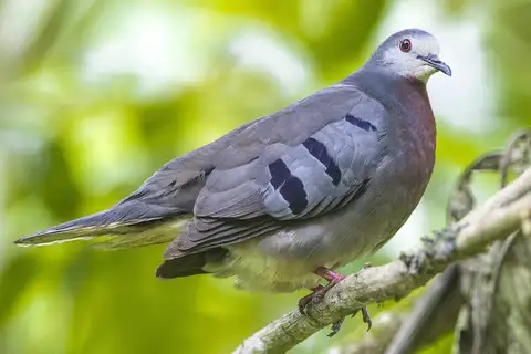 Maroon-chested Ground Dove