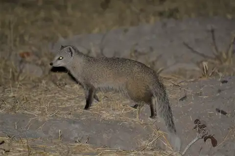 Selous' Mongoose