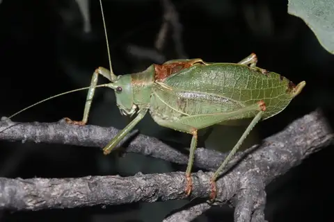 Chisos katydid