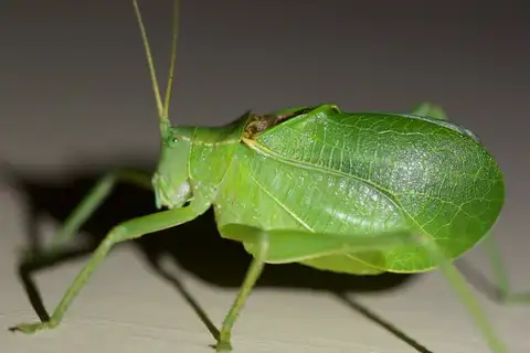 Central Texas Leaf-Katydid