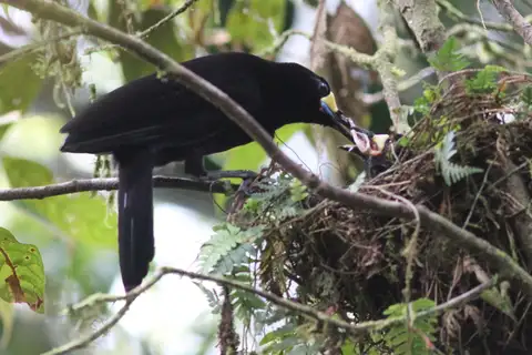 Long-tailed Paradigalla