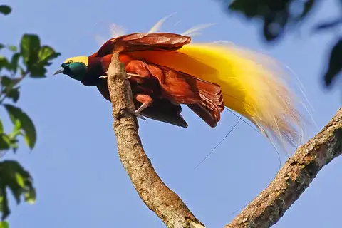 Greater Bird-of-paradise