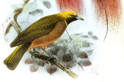 Goldie's Bird-of-paradise