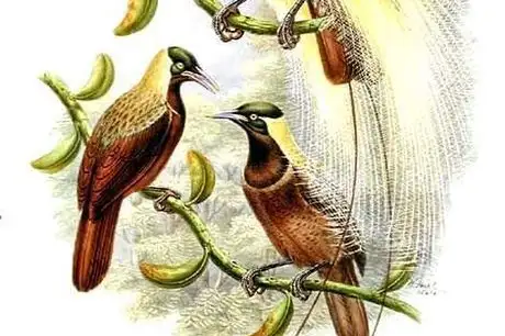 Emperor Bird-of-paradise