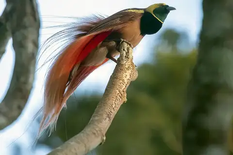 Raggiana Bird-of-paradise